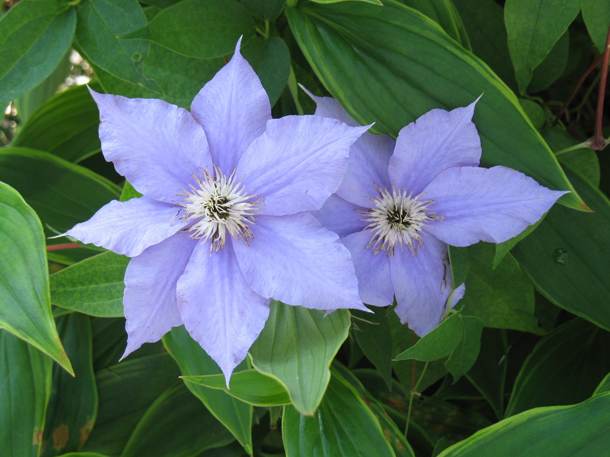 معرفی و راهنمای پرورش گیاهان زینتی فضای باز - کلماتیس کاراکاسانا